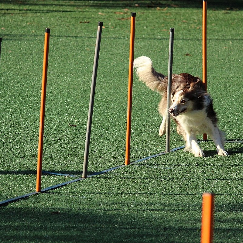 chien-agility-sport-compétition