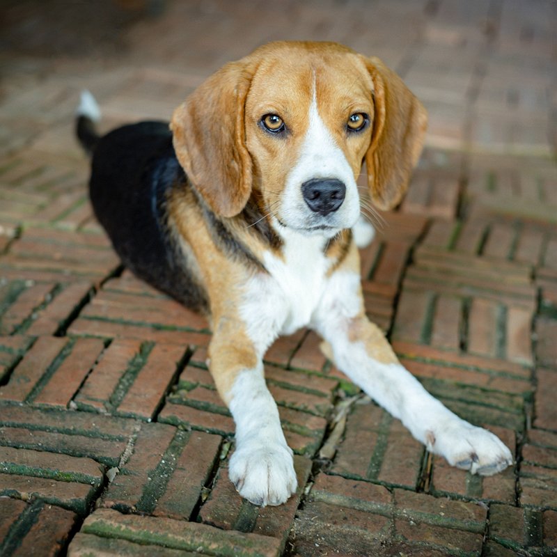 beagle-chien-préféré-france-blog-crocandiz