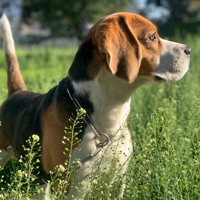 chien-beagle