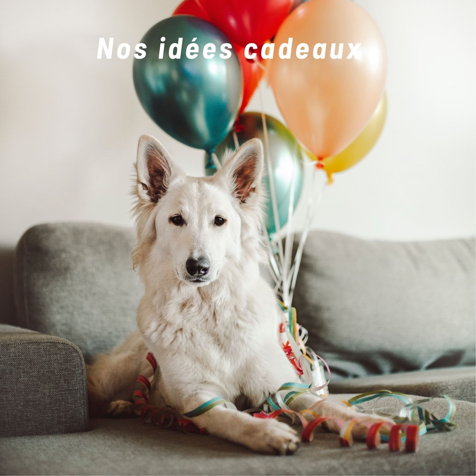 Cadeaux-chiens-crocandiz