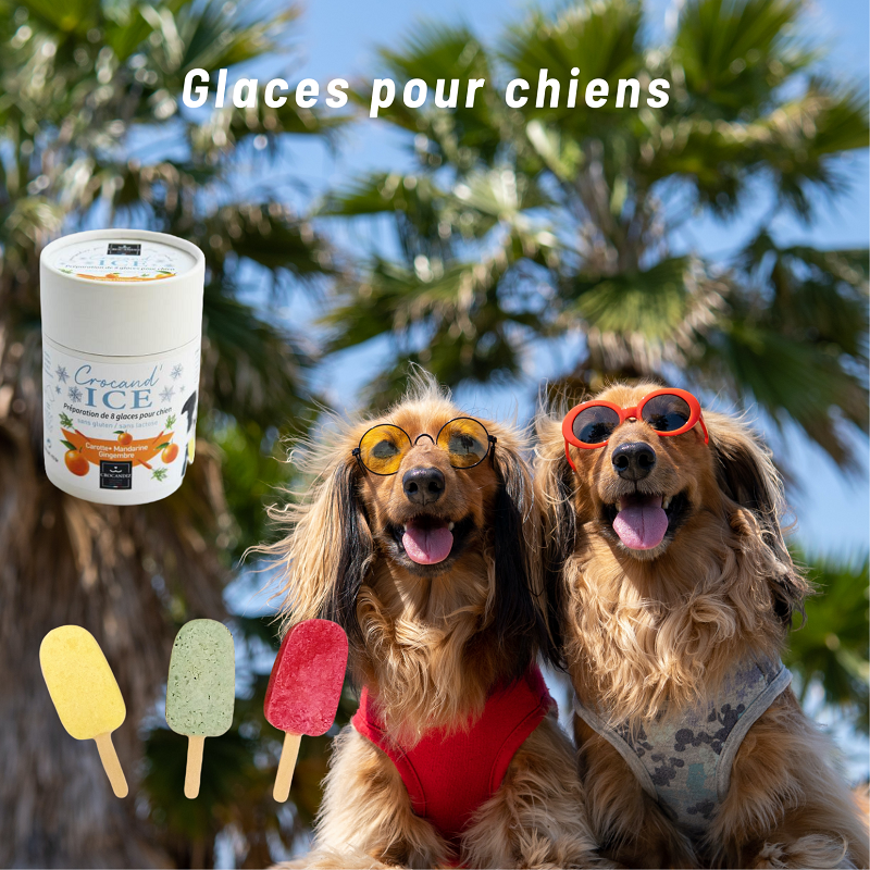 Glace-pour-chien-crocandiz
