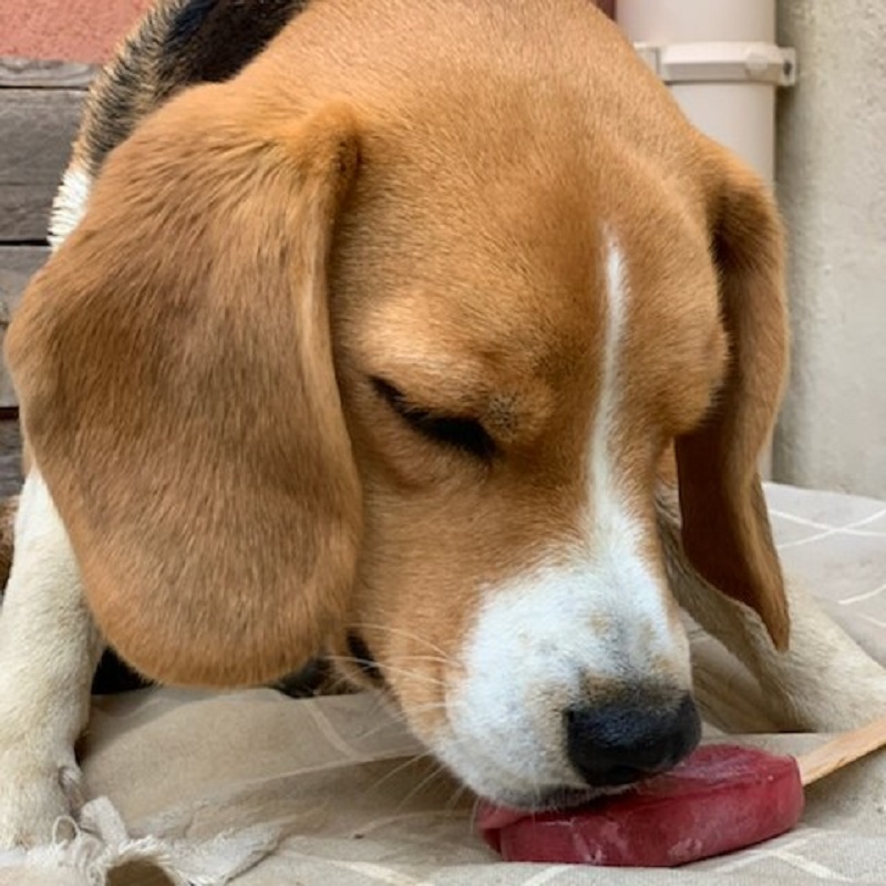 Chien-beagle-glace-crocandiz