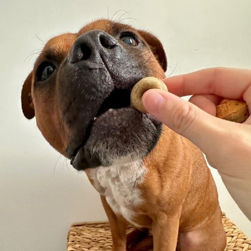 biscuits-chien-crocandiz
