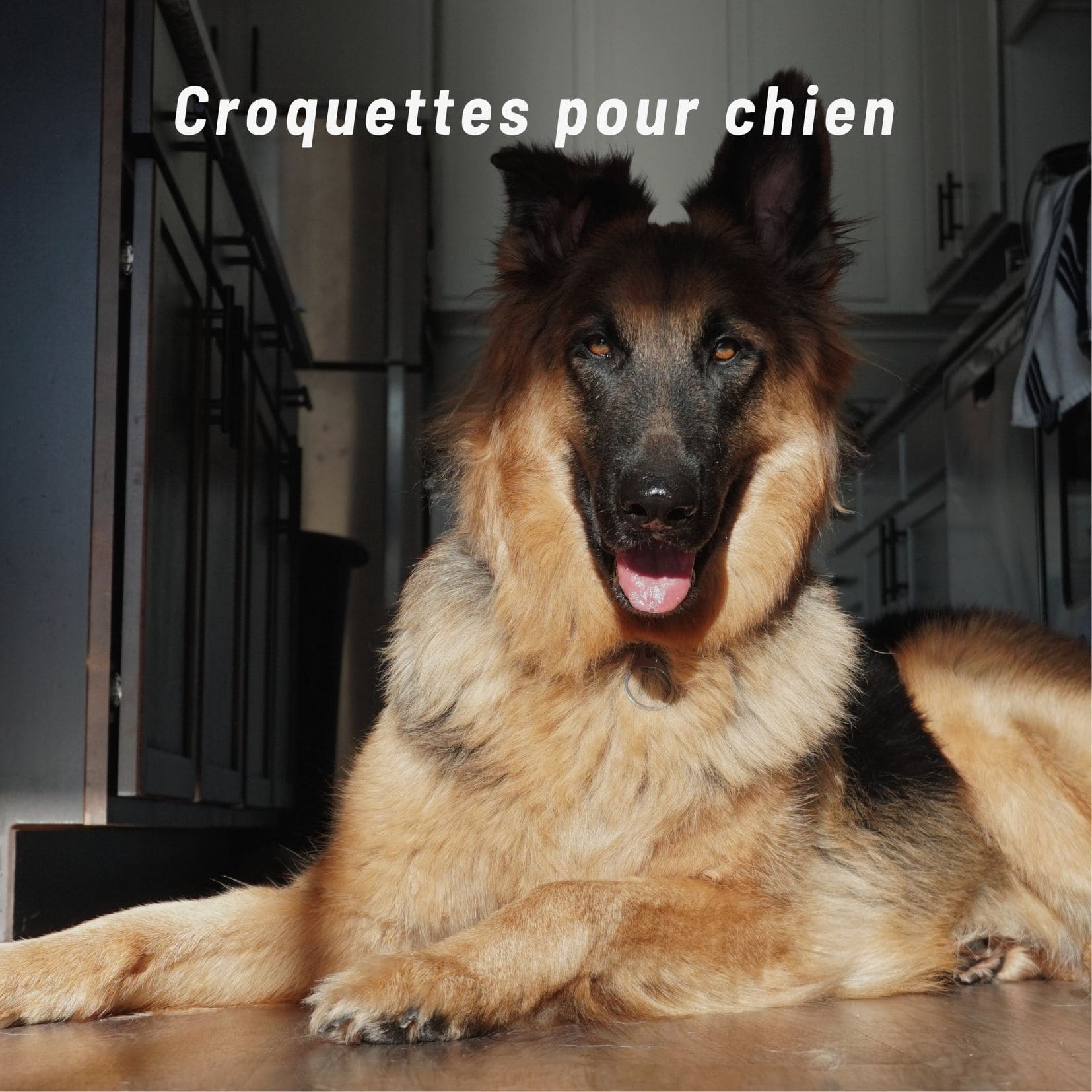 Croquettes-pour-chien-Crocandiz-