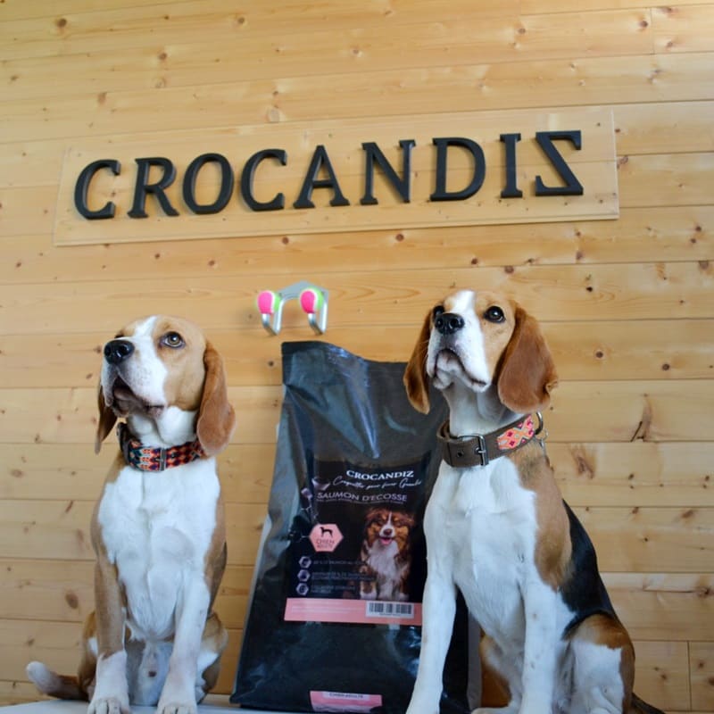 Chiens-beagles-croquettes-crocandiz