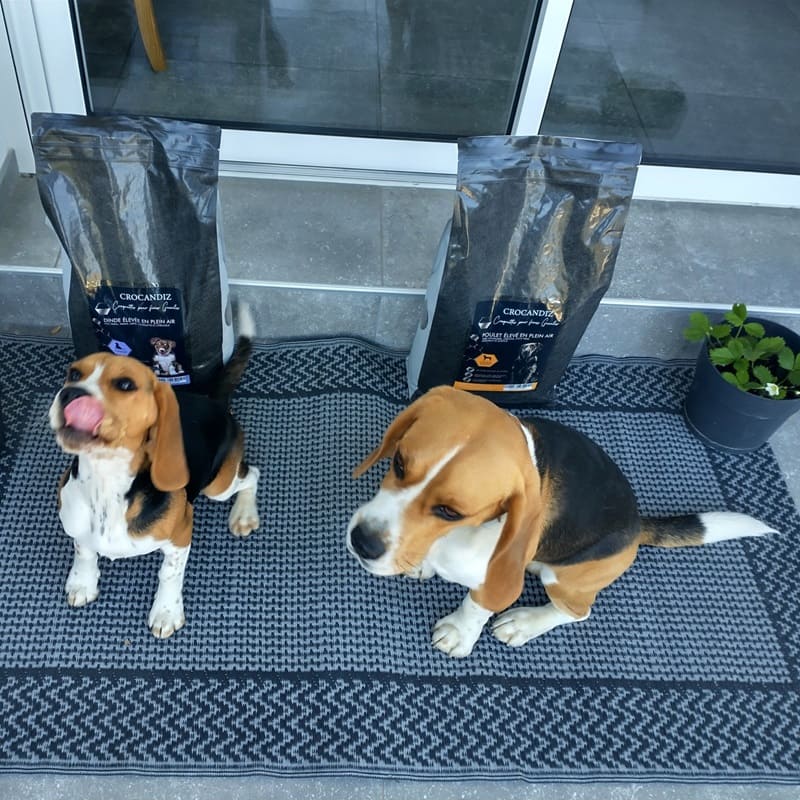 chiens-beagles-club-crocandiz