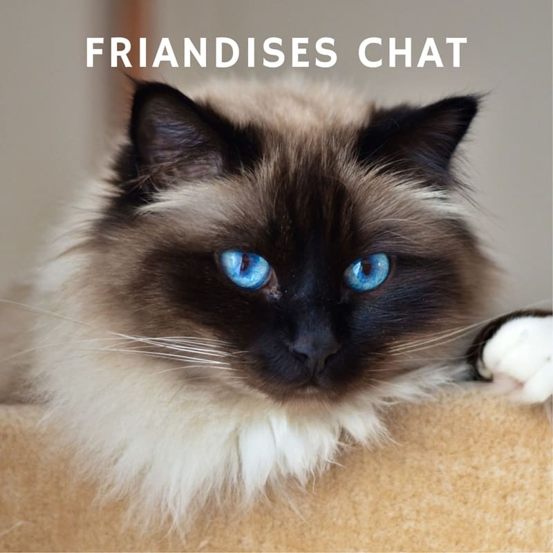 fraindises-chat-crocandiz