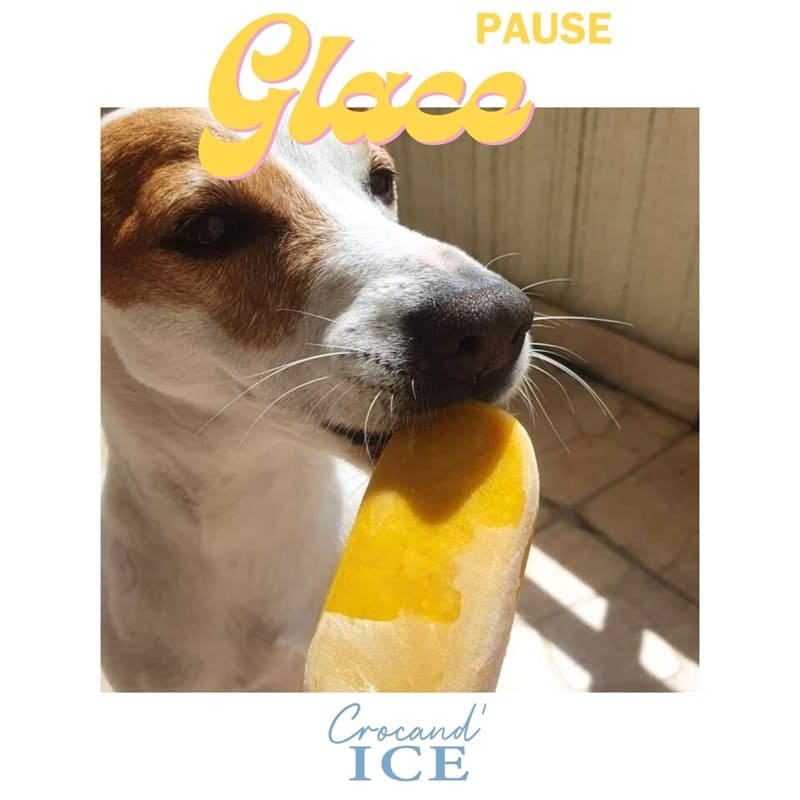 Préparation-glace-pour-chien-crocandiz