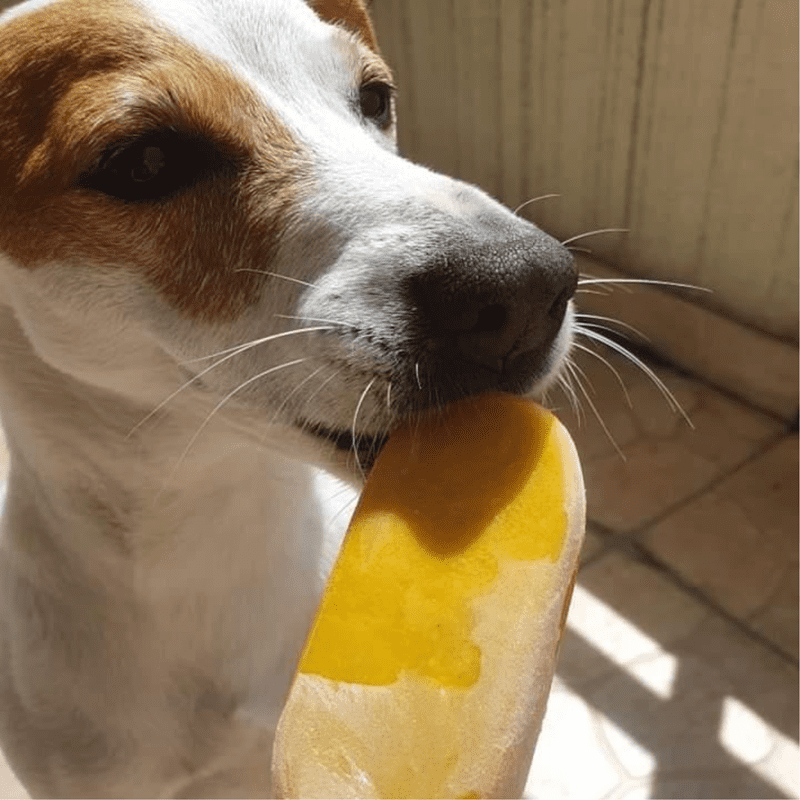 chien-glace-fruits-crocand'ice