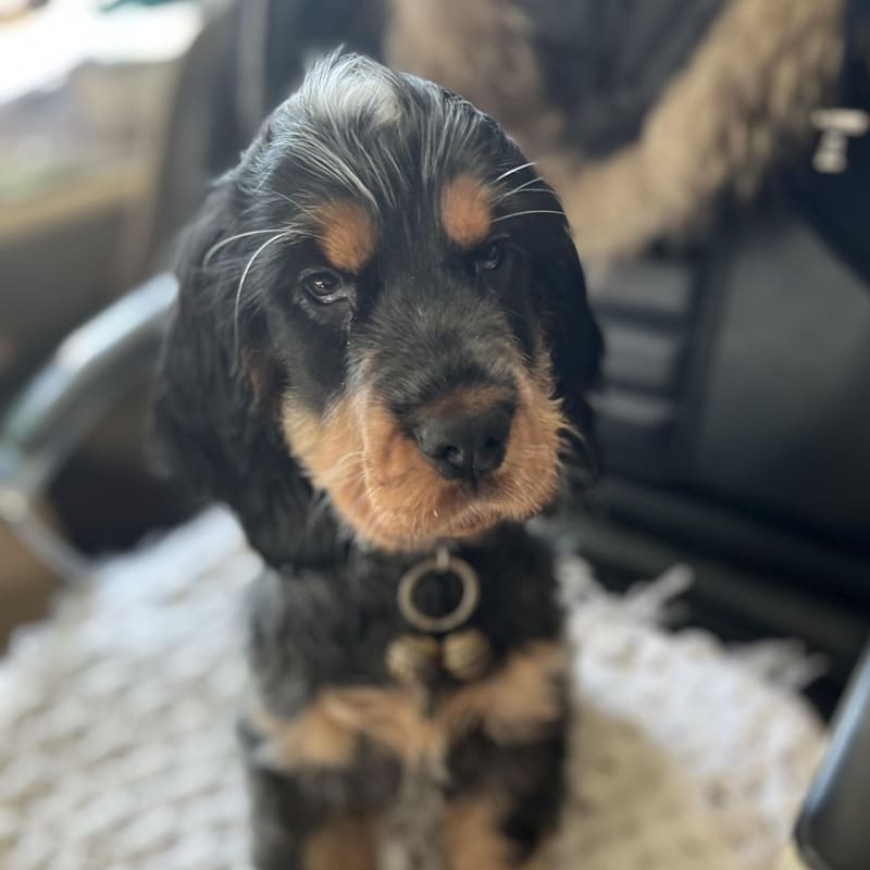 AYA-Chiot-cocker-spaniel chiot-cocker-spaniel-Aya